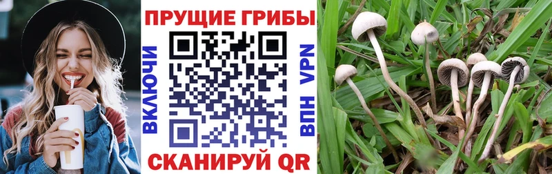 где найти   Болхов  Псилоцибиновые грибы мухоморы 